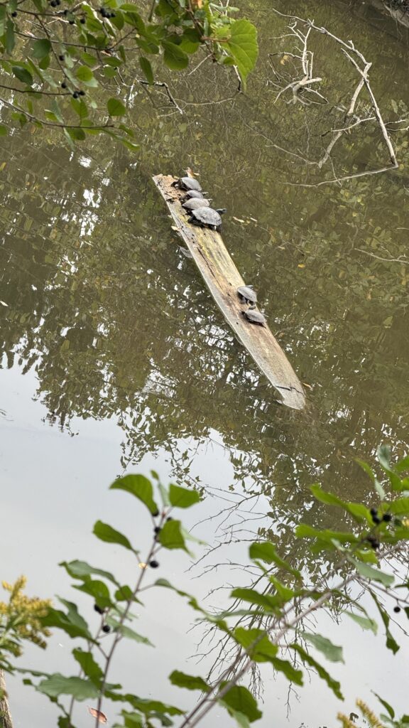 Turltes on a floating tree branch at the Ojibway Nature's Park, Windsor, Ontario.